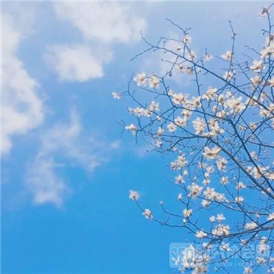 牛弹琴：伊朗披露了一个秘密